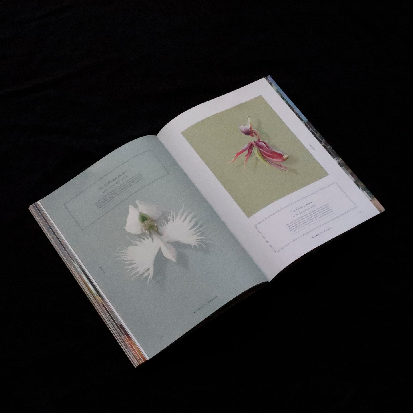 Blumenhaus | issue 01