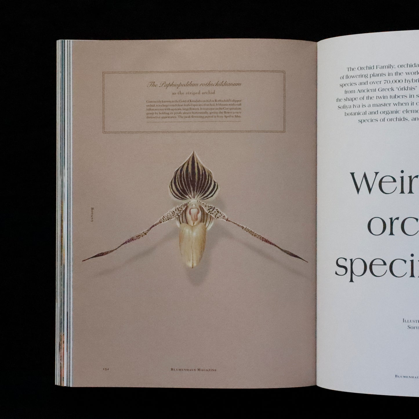 Blumenhaus | issue 01