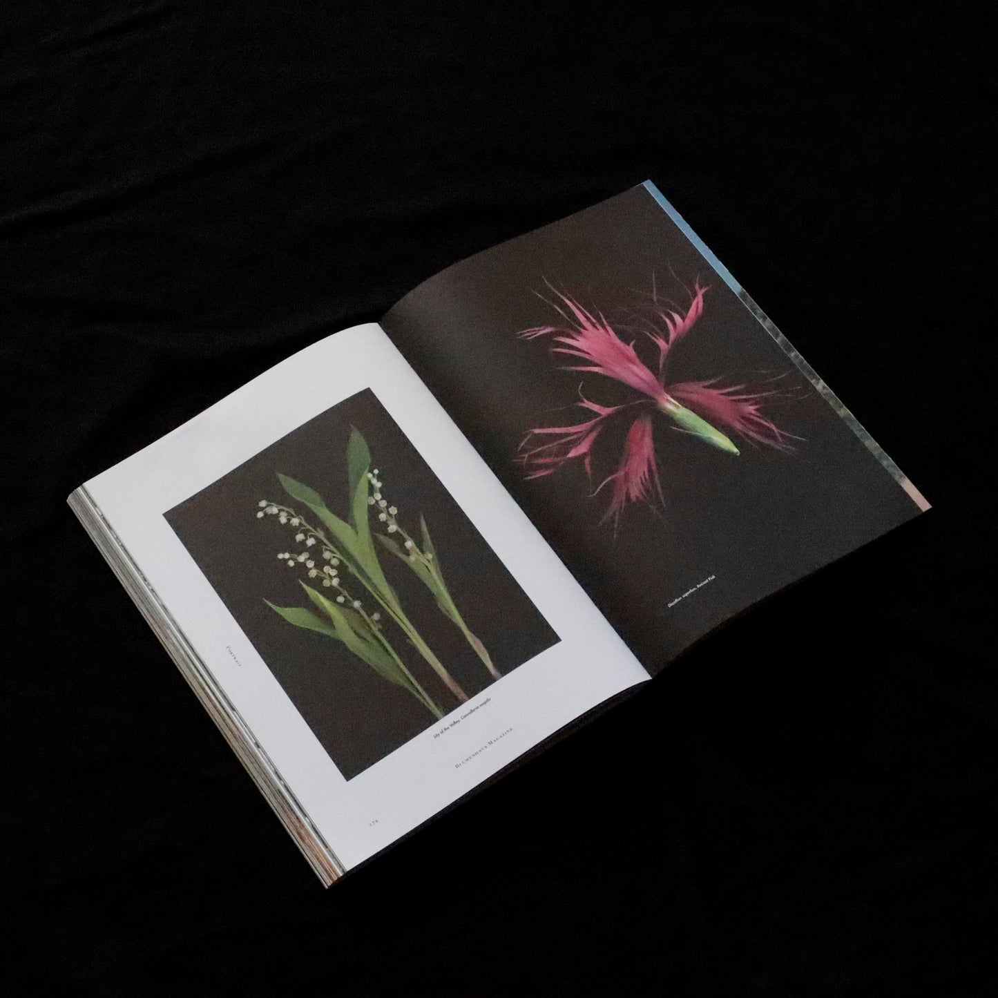 Blumenhaus | issue 01