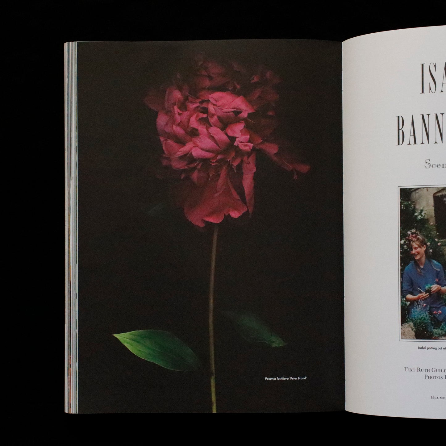 Blumenhaus | issue 01
