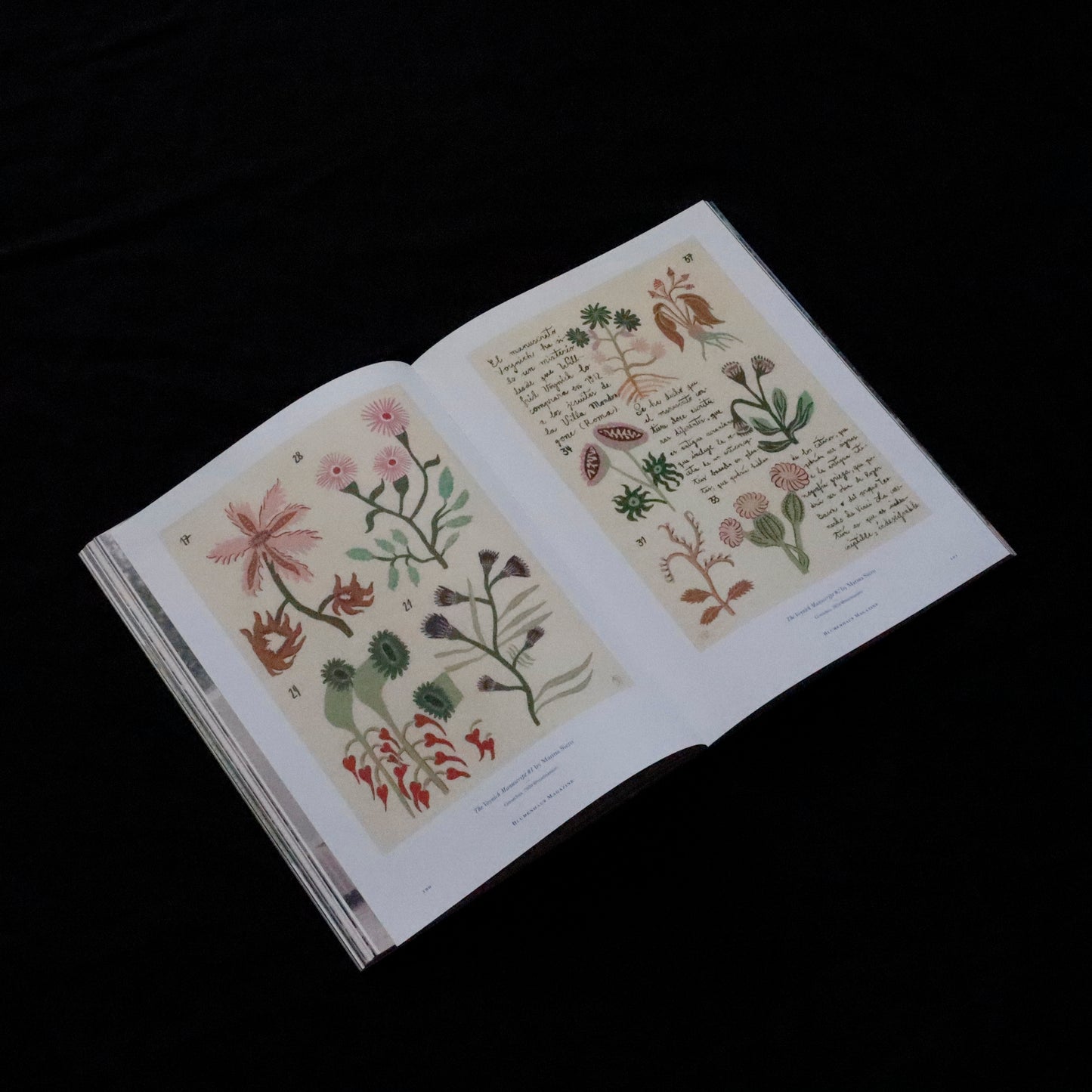 Blumenhaus | issue 01
