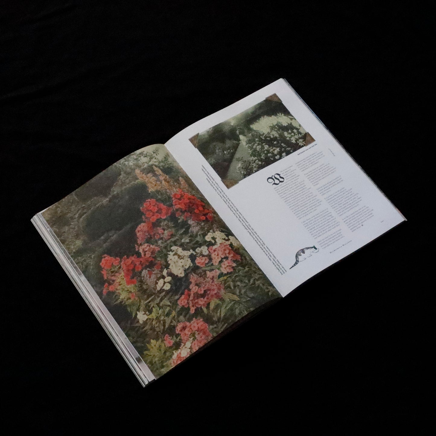 Blumenhaus | issue 01
