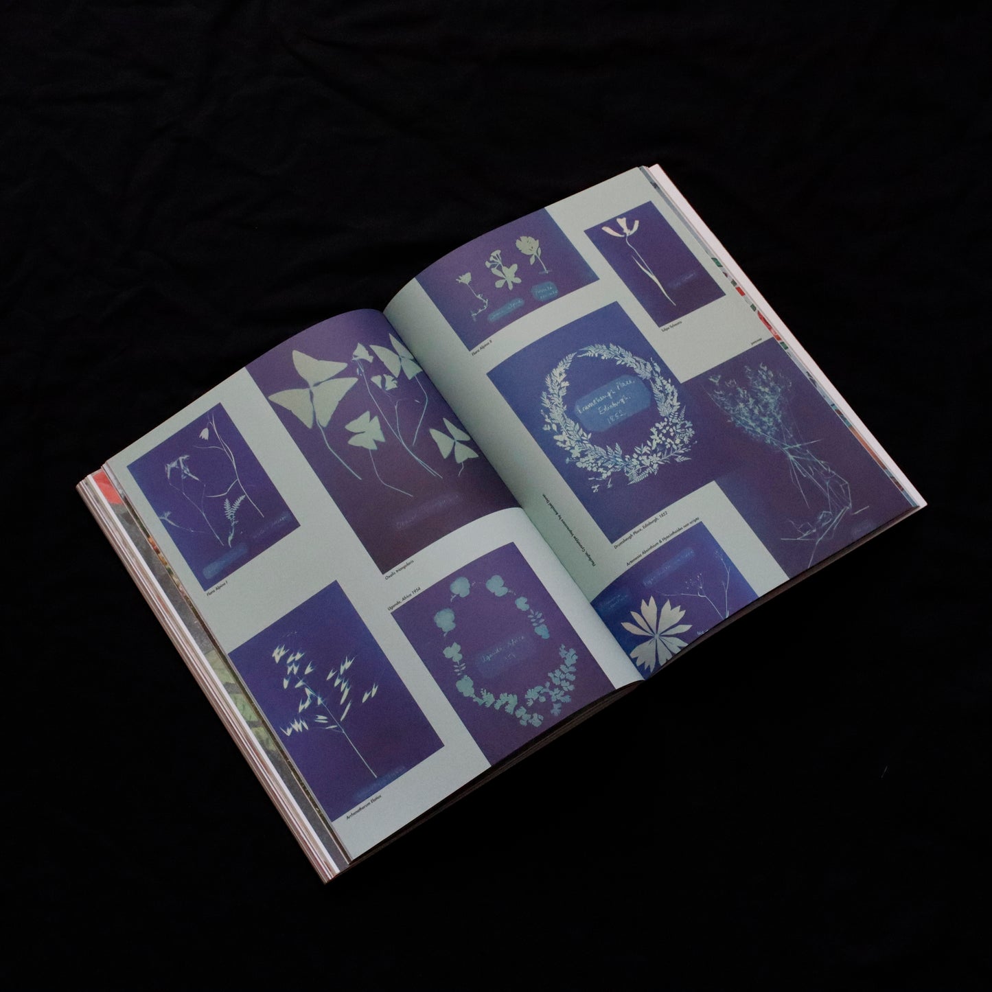 Blumenhaus | issue 02