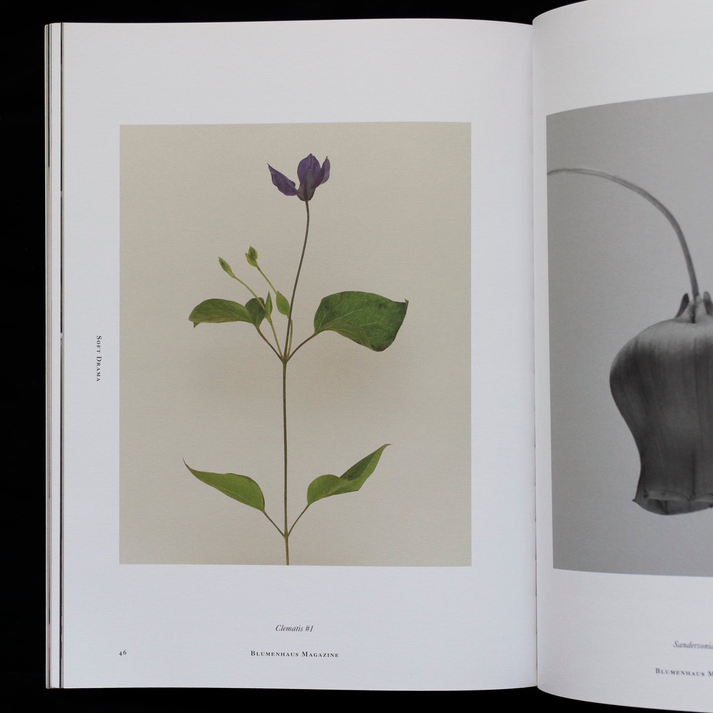Blumenhaus | issue 02